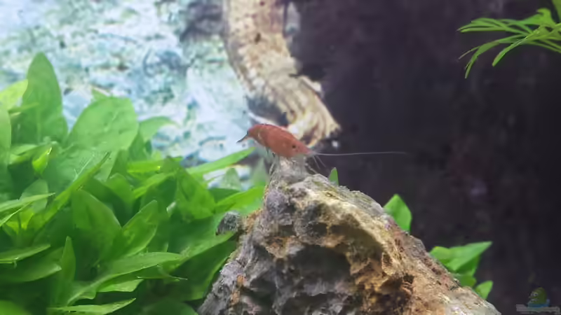 Besatz im Aquarium Nano Eigenbau von Lucky3310 (49)