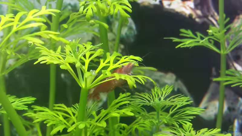 Besatz im Aquarium Nano Eigenbau von Lucky3310 (51)