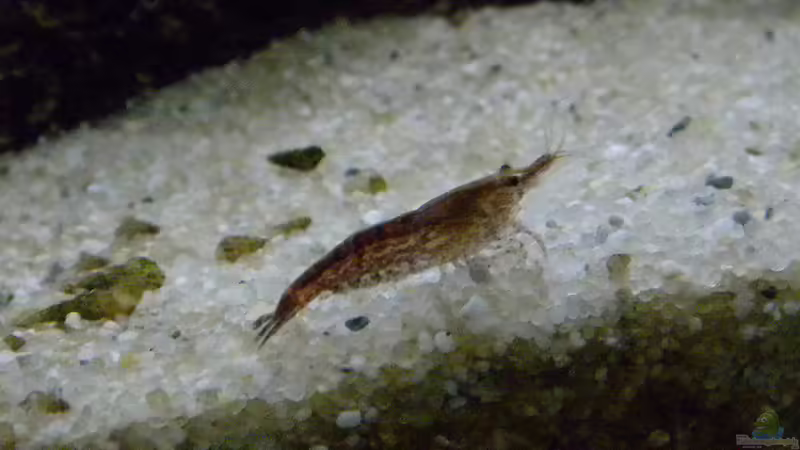 Besatz im Aquarium Nano Fluval Edge II von flightsim (19)