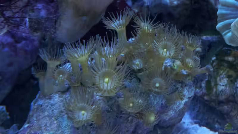 Besatz im Aquarium Nano High Tower von garnelenhunter (13)