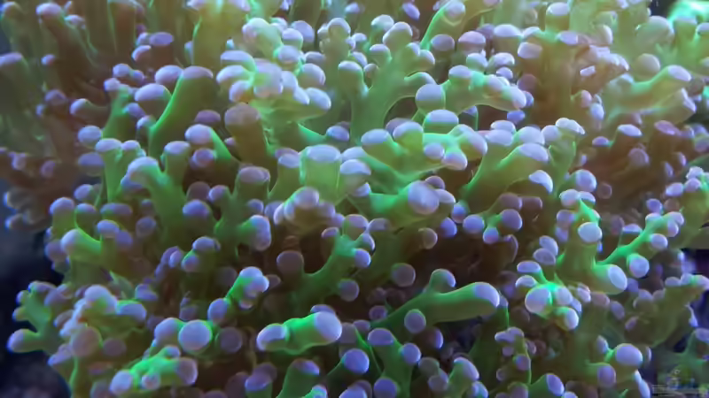 Besatz im Aquarium Nano High Tower von garnelenhunter (15)