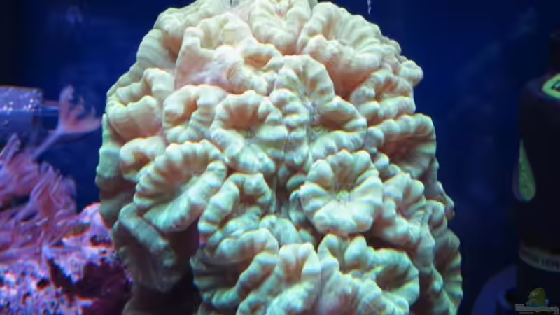 Besatz im Aquarium Nano High Tower von garnelenhunter (16)