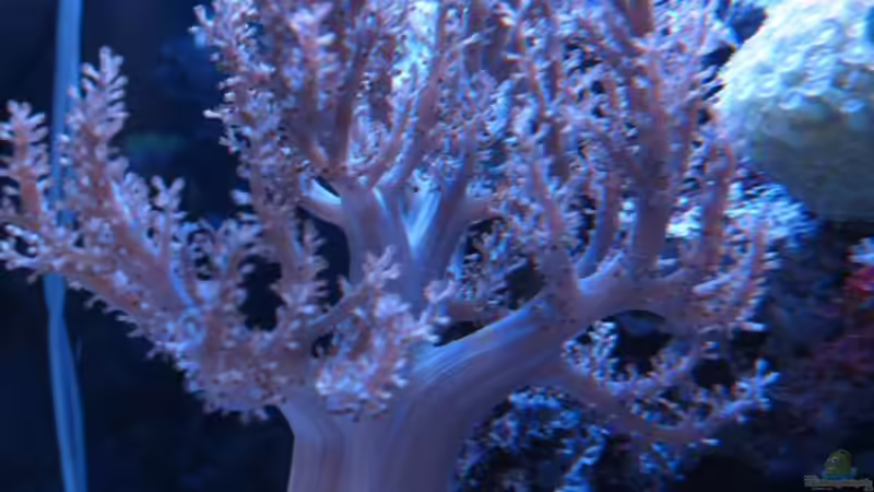 Besatz im Aquarium Nano High Tower von garnelenhunter (18)