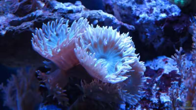 Besatz im Aquarium Nano High Tower von garnelenhunter (19)