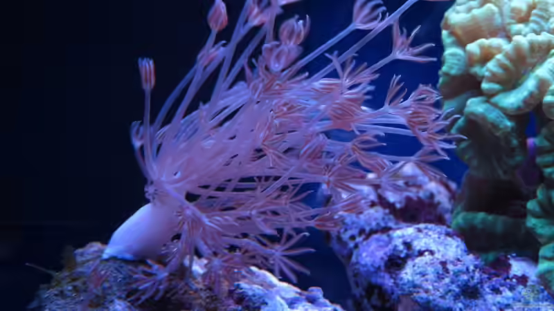 Besatz im Aquarium Nano High Tower von garnelenhunter (20)