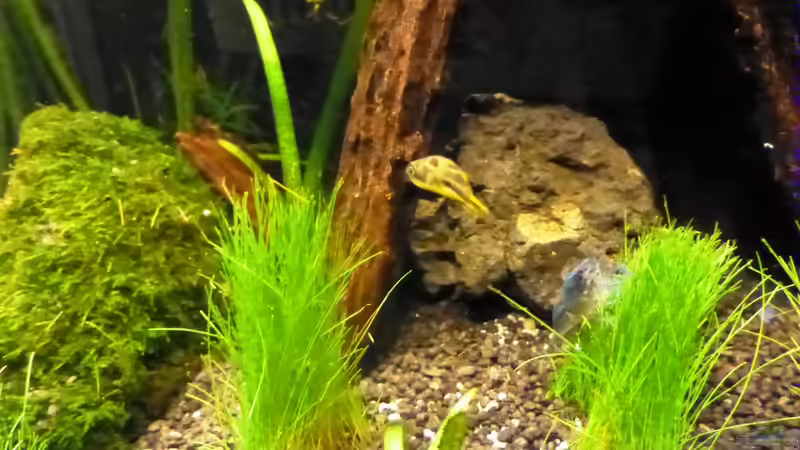 Besatz im Aquarium Nano-Kugelfischaquarium von v3rt3x (3)