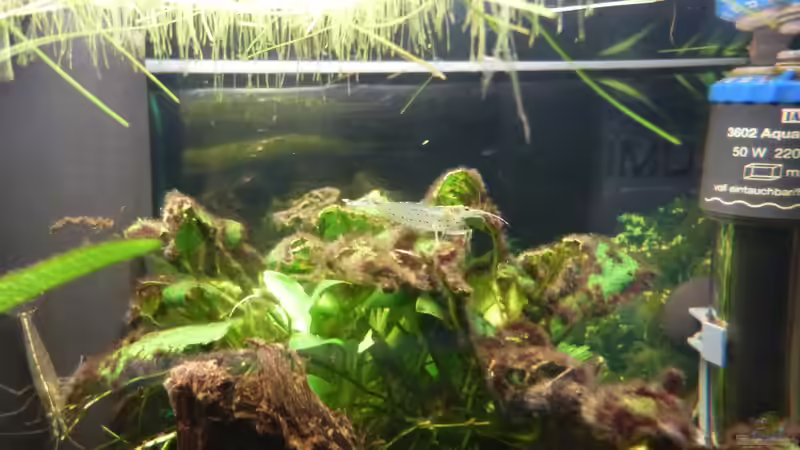 Besatz im Aquarium Nano-Kugelfischaquarium von v3rt3x (4)