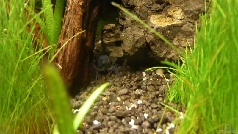 Besatz im Aquarium Nano-Kugelfischaquarium von v3rt3x (5)
