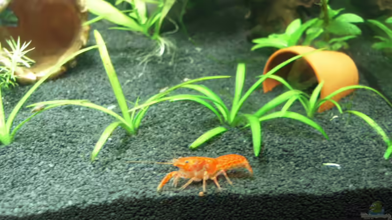 Besatz im Aquarium Nanobecken von Garneli (5)