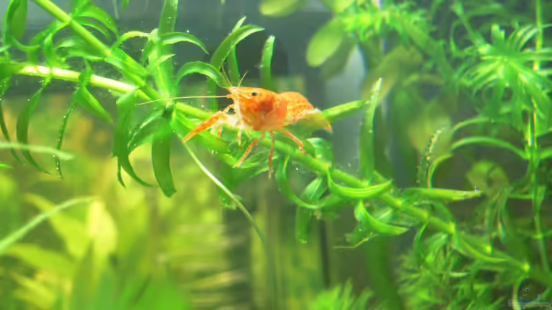 Besatz im Aquarium Nanobecken von Garneli (6)