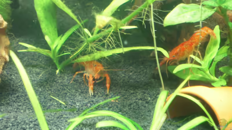 Besatz im Aquarium Nanobecken von Garneli (7)
