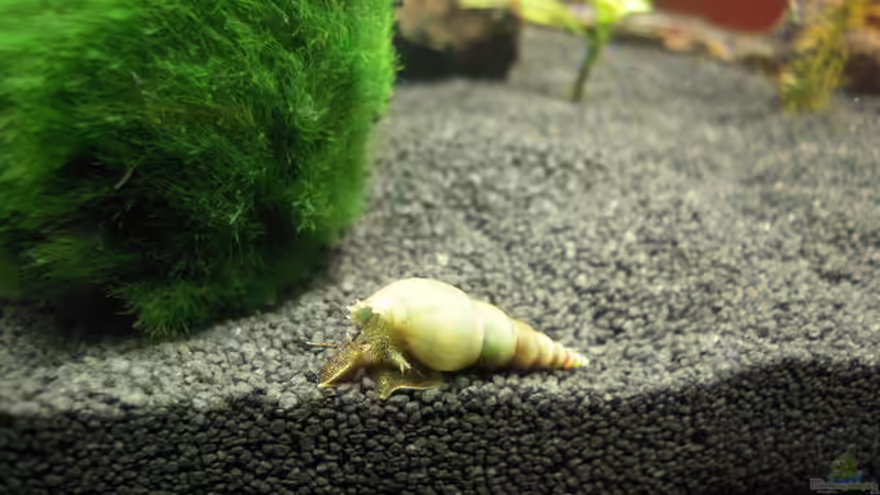 Besatz im Aquarium Nanobecken von Garneli (8)