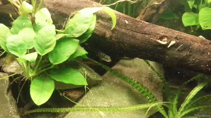 Besatz im Aquarium Nanochromis transvestitus - Nur noch als Beispiel von Julien Preuß (3)