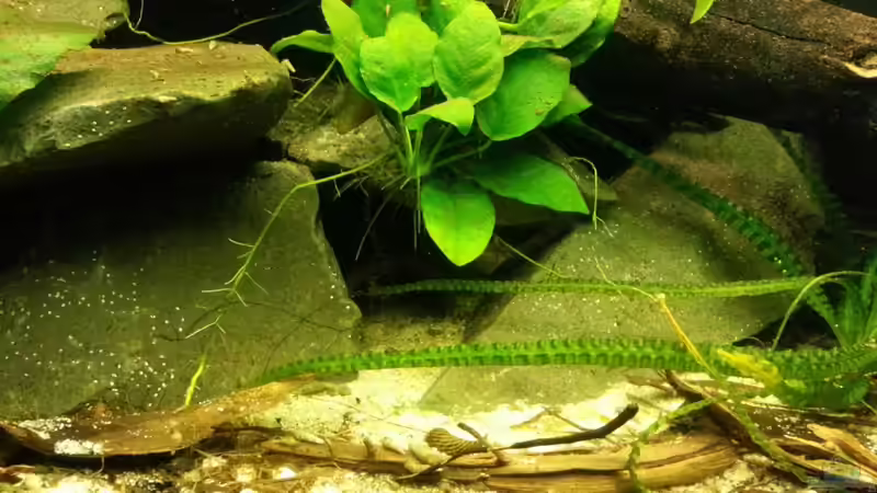 Besatz im Aquarium Nanochromis transvestitus - Nur noch als Beispiel von Julien Preuß (4)