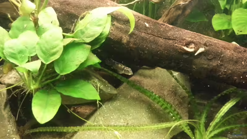 Besatz im Aquarium Nanochromis transvestitus - Nur noch als Beispiel von Julien Preuß (6)