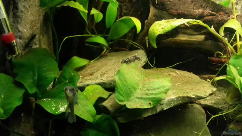 Besatz im Aquarium Nanochromis transvestitus - Nur noch als Beispiel von Julien Preuß (7)