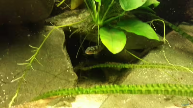 Besatz im Aquarium Nanochromis transvestitus - Nur noch als Beispiel von Julien Preuß (8)