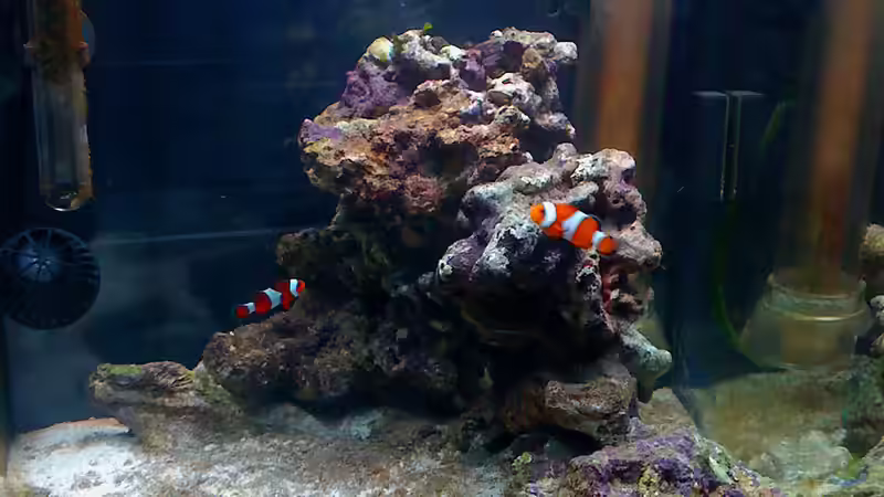 Besatz im Aquarium NanoReef von Hai Dang Ngo (14)