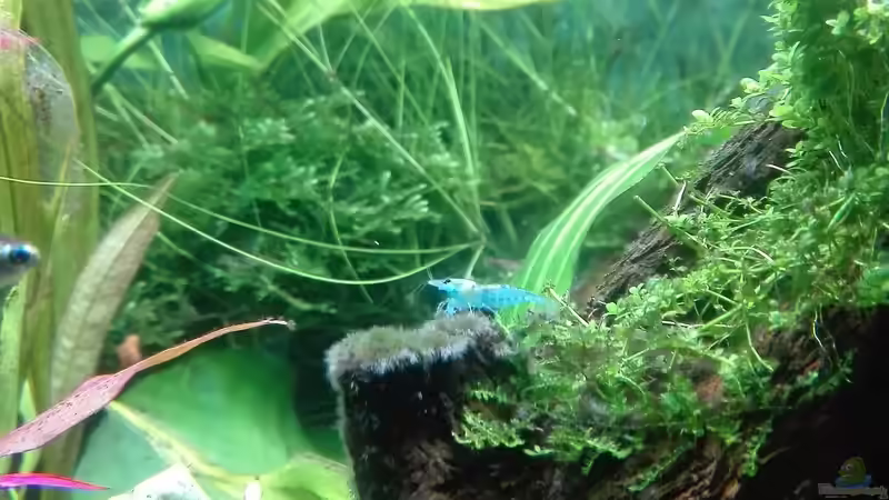 Besatz im Aquarium Nanozonas von Lance Hardwood (59)