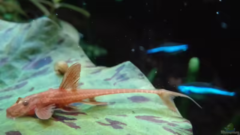 Besatz im Aquarium Nanozonas von Lance Hardwood (60)