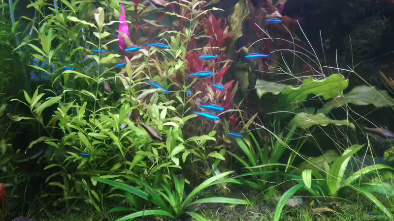 Besatz im Aquarium Nanozonas von Lance Hardwood (64)