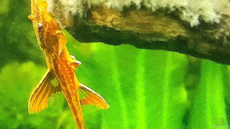 Besatz im Aquarium Nanozonas von Lance Hardwood (65)