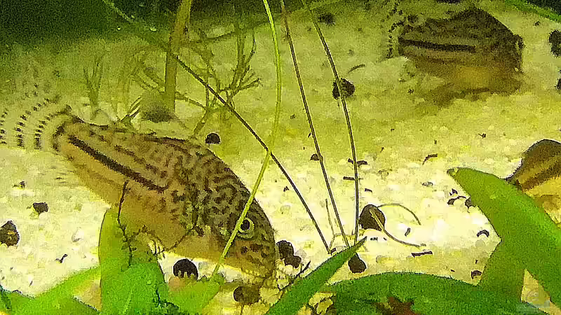 Besatz im Aquarium Nanozonas von Lance Hardwood (71)