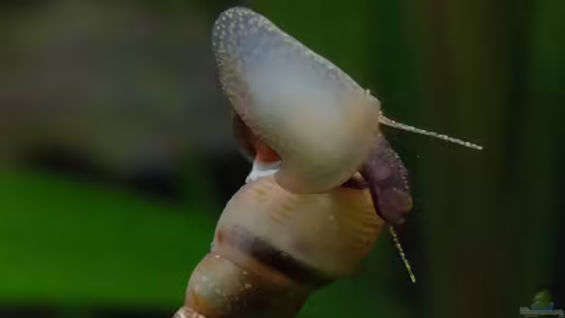 Besatz im Aquarium Nanozonas von Lance Hardwood (73)