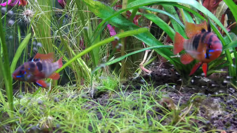 Besatz im Aquarium Nanozonas von Lance Hardwood (75)