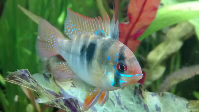 Besatz im Aquarium Nanozonas von Lance Hardwood (76)