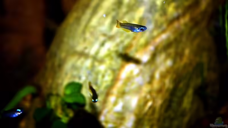 Besatz im Aquarium Natur of Dreams Ogowe von Falk (68)