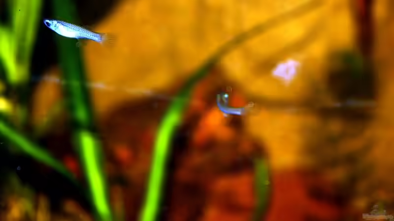 Besatz im Aquarium Natur of Dreams Ogowe von Falk (70)