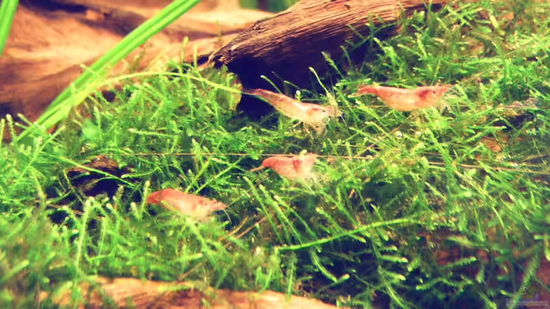 Besatz im Aquarium Natur von Arle (6)