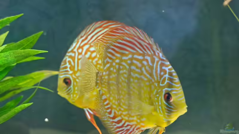 Besatz im Aquarium Natural Discus Habitat von Kiera&Hannes (5)