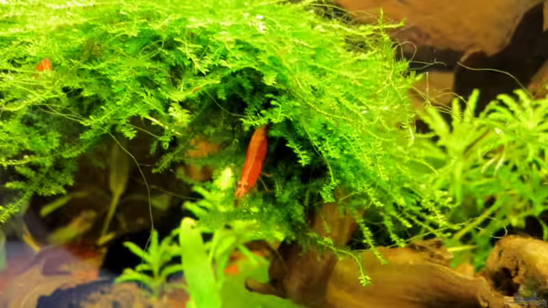 Besatz im Aquarium Naturaquarium ( nur noch als Beispiel ) von die Perle... (19)