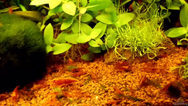 Besatz im Aquarium Naturaquarium ( nur noch als Beispiel ) von die Perle... (21)