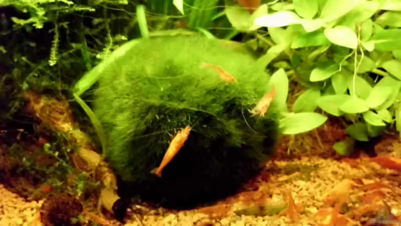 Besatz im Aquarium Naturaquarium ( nur noch als Beispiel ) von die Perle... (22)