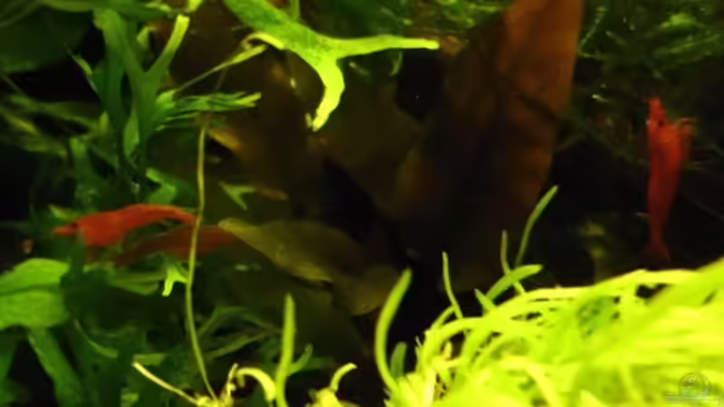 Besatz im Aquarium Naturaquarium ( nur noch als Beispiel ) von die Perle... (23)