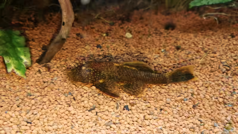 Besatz im Aquarium Naturaquarium Südamerika ( nur noch Beispiel) von Ralf Bercke (25)