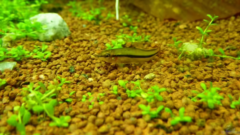 Besatz im Aquarium Naturaquarium von gcs (16)