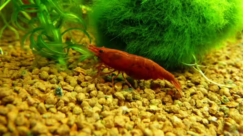 Besatz im Aquarium Naturaquarium von gcs (17)