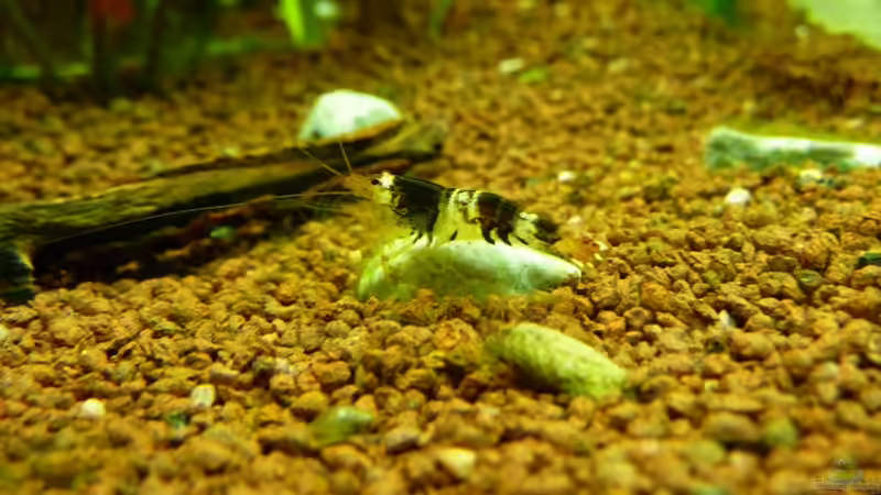 Besatz im Aquarium Naturaquarium von gcs (18)