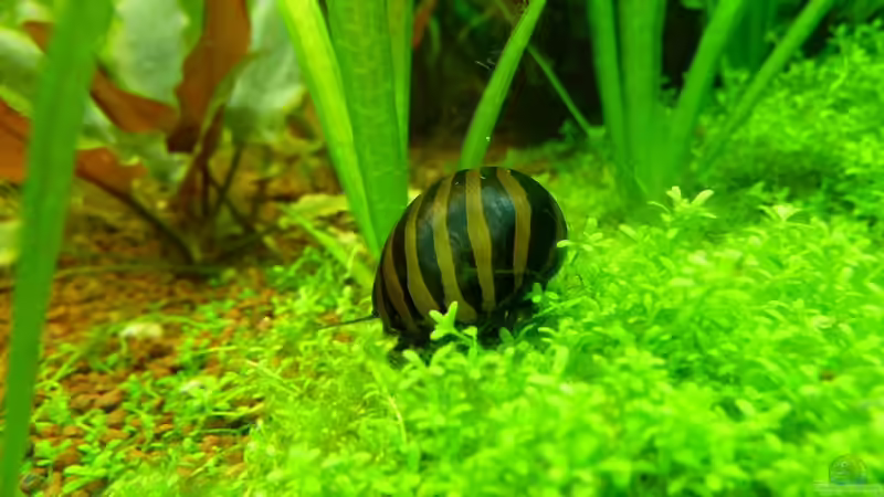 Besatz im Aquarium Naturaquarium von gcs (19)