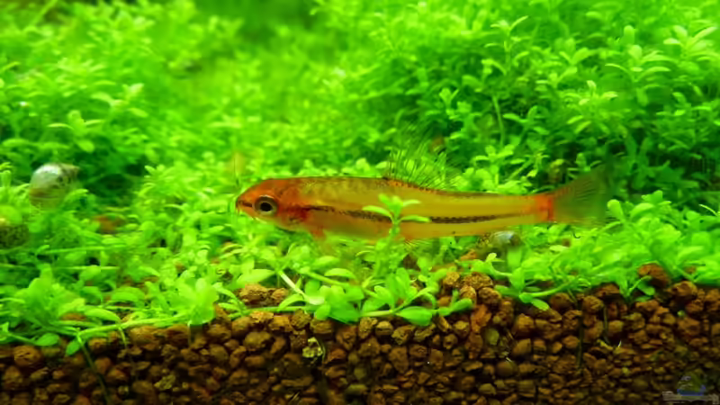 Besatz im Aquarium Naturaquarium von gcs (20)