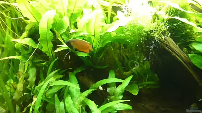 Besatz im Aquarium Naturaquarium von gcs (24)