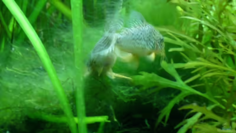 Besatz im Aquarium Naturaquarium von Nico (54)