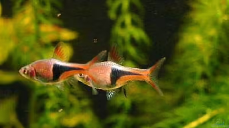 Besatz im Aquarium Naturbecken von swoosh (8)