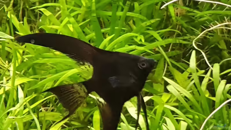 Besatz im Aquarium NATURE 2019 von Ronny Jacob (10)