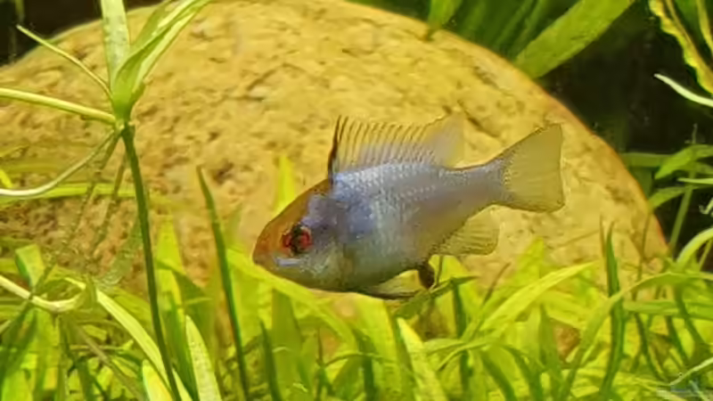 Besatz im Aquarium NATURE 2019 von Ronny Jacob (11)