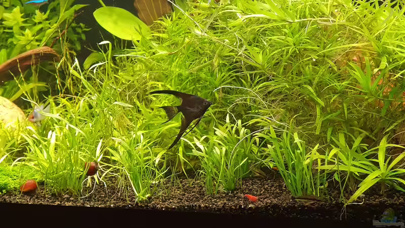 Besatz im Aquarium NATURE 2019 von Ronny Jacob (12)